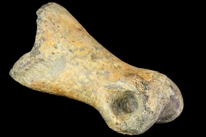 Ornithimimid Toe Bone - Alberta (Disposition #-) #96986